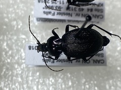 Sphaeroderus stenostomus lecontei
