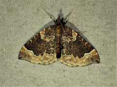 Eulithis flavibrunneata