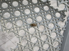 Eristalinus taeniops