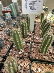 Oreocereus leucotrichus