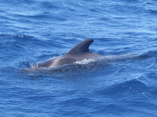 Long-finned Pilot Whale