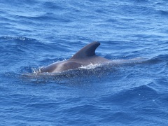 Long-Finned Pilot Whale photo 4
