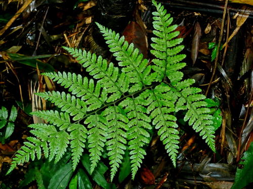 Athyrium arisanense (Athyrium arisanense)