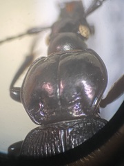 Sphaeroderus stenostomus lecontei