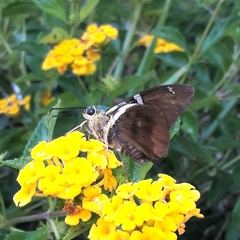 Astraptes fulgerator fulgerator