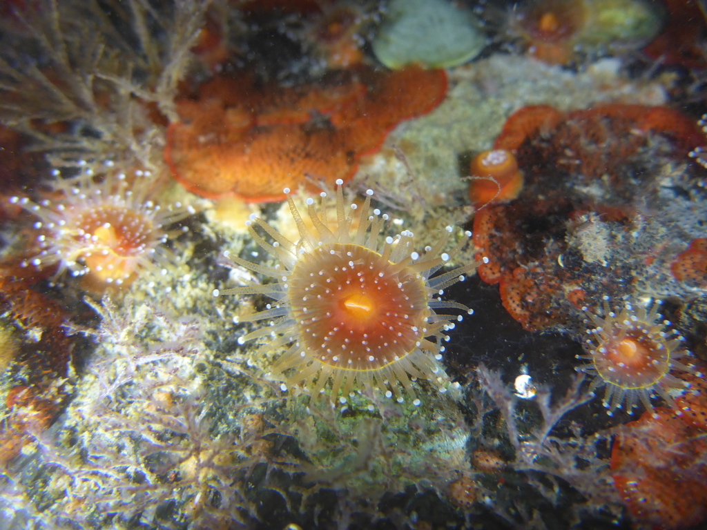 strawberry corallimorpharian