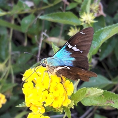 Astraptes fulgerator fulgerator