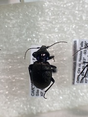 Sphaeroderus stenostomus lecontei