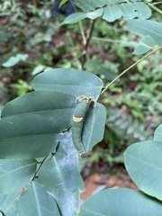 Polyura schreiber