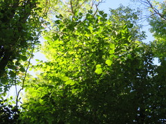 Ulmus americana
