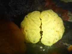 Distaplia occidentalis