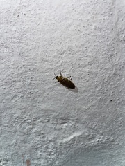 Aspisoma