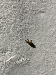 Aspisoma