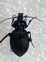 Sphaeroderus stenostomus lecontei