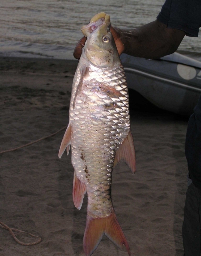 Nedgia barb (Labeobarbus nedgia) — Cyprinidae