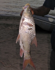 Labeobarbus nedgia