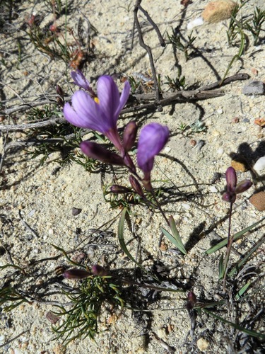 Image of Ixia latifolia by (c) linkie, some rights reserved (CC BY)