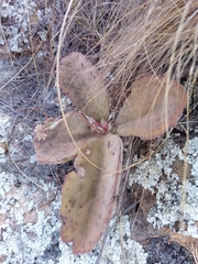 Kalanchoe synsepala image