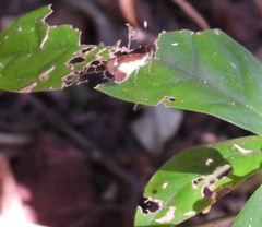 Sabera caesina