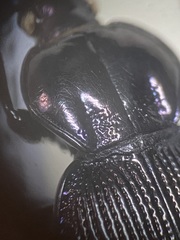 Sphaeroderus stenostomus lecontei