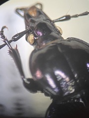Sphaeroderus stenostomus lecontei
