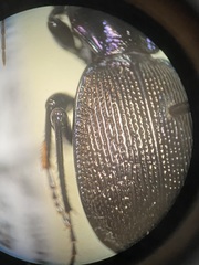 Sphaeroderus stenostomus lecontei