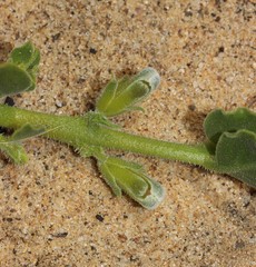 Emblingia calceoliflora