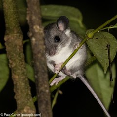 Ototylomys phyllotis