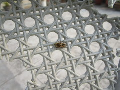 Eristalinus taeniops