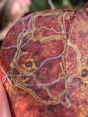 Marmara smilacisella