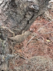 Agama aculeata distanti