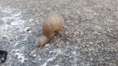 Bulimulus bonariensis