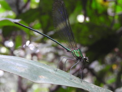 Phaon camerunensis