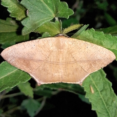 Prochoerodes tetragonata