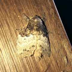 Euglyphis semifunebris