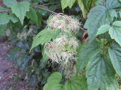 Clematis virginiana