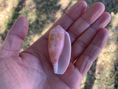 Conus eldredi