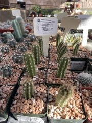 Oreocereus leucotrichus