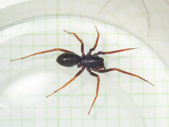 Oedignatha