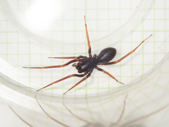 Oedignatha