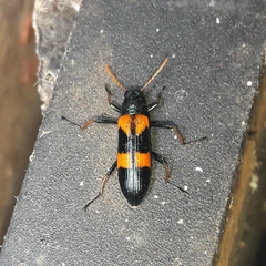 Strongylium testaceotibiale