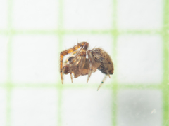 Parasteatoda cingulata