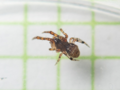 Parasteatoda cingulata