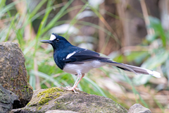 Enicurus leschenaulti