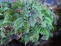 Parapolystichum acuminatum