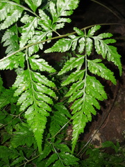 Parapolystichum acuminatum