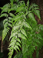 Parapolystichum acuminatum