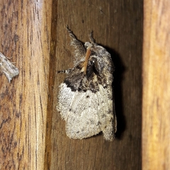 Euglyphis semifunebris