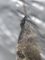 Sympherobius barberi