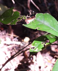 Sabera caesina